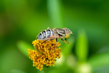 Flower fly collecting nectar on Bidens pilosa flower


