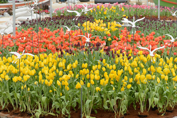 Fototapeta premium colorful tulips. tulips in spring,colourful tulip.