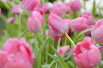 colorful tulips. tulips in spring,colourful tulip.