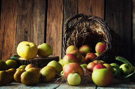 Wild apples and pears in basket