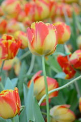 Naklejka premium colorful tulips. tulips in spring,colourful tulip.
