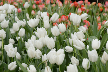 colorful tulips. tulips in spring,colourful tulip.