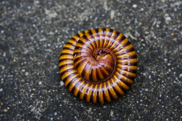 millipede