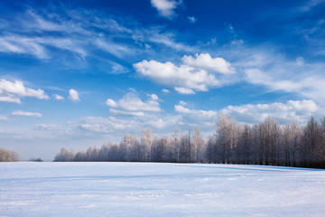 Winter forest landscape with snow