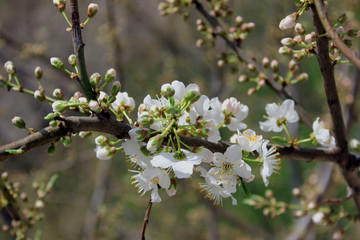 Flowering Plum 