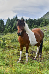 Fototapeta na wymiar Brown horse with white patches in a meadow