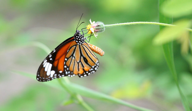 The Common tiger butterfly with forest flower