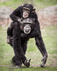 Chimpanzee Piggyback II