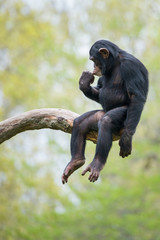 Chimpanzee XIII