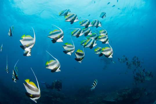 A large school of longfin banner fish swimming in the open, blue ocean