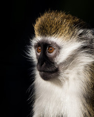 Baby Grivet Monkey