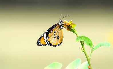 The plain tiger butterfly perching is on the treetop