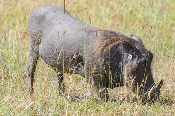 Warthog standing on his knees in the grass and grazing on the savanna