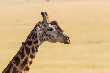 Giraffe portrait in the savanna