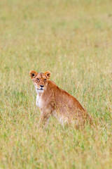 Lioness sitting and looking at the savanna