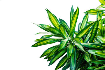 Dracaena isolated on white Background,The leaves are beautiful detail. 