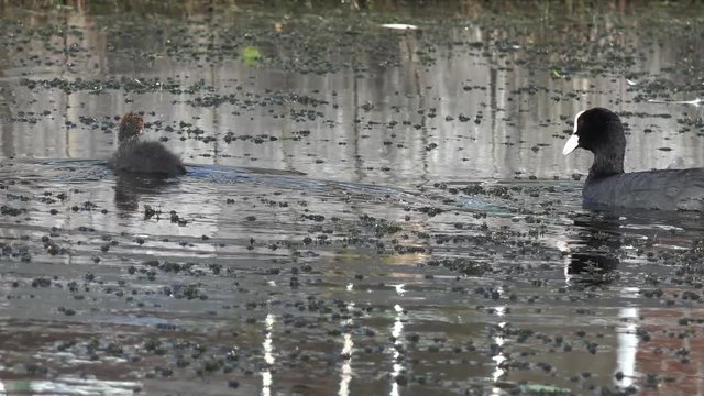 coot swimming on the lake and feeding the  fledgling