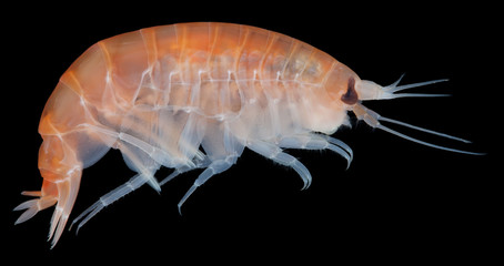 Amphipoda - inhabitant of the Kara Sea