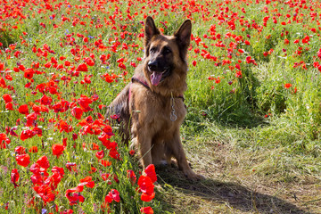 German Shepard sitting in Puppy field