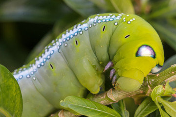Close up macro Caterpillar / green worm is eating tree leaf © bookybuggy