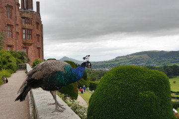 Powis Castle and Garden