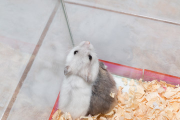 White hamster try to climb another hamster to get out of the cage