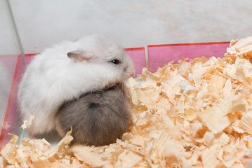 White hamster climb over another hamster
