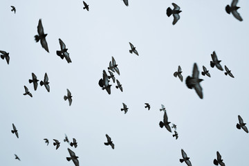 Flock of birds flying