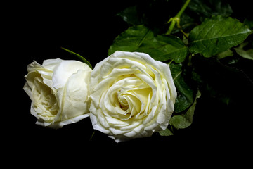 High contrast of black and white of the white rose on black background