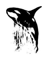 Fototapeta premium Killer whale jumping out of the water