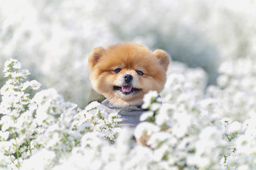 Pomeranian have enjoyed small flower garden - obrazy, fototapety, plakaty