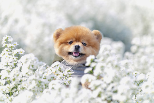 Pomeranian have enjoyed small flower garden