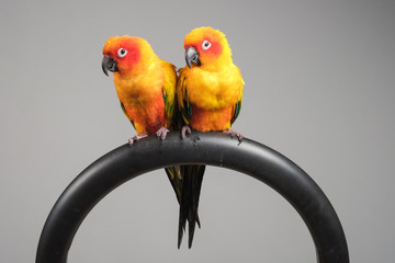 couple of sun conure parrot portrait in studio