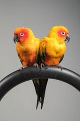 couple of sun conure parrot portrait in studio