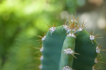 Close up cactus fairy castle have bokeh on green background