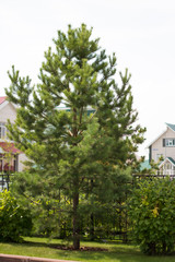 spruce in the Park near the houses