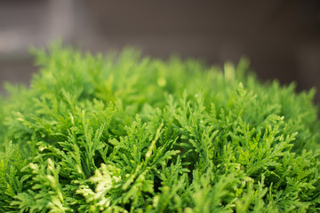 green Bush on wooden background