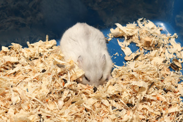 Djungarian Siberian winter Russian white dwarf hamster is sleeping in wood shavings