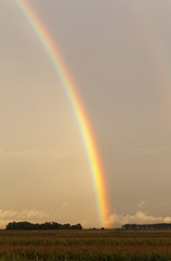 rainbow in the field
