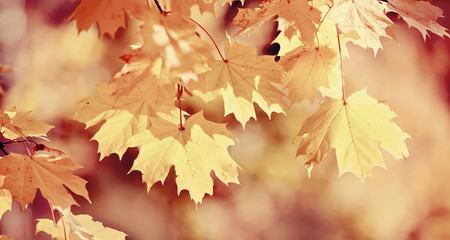 Branch with autumn maple leaves