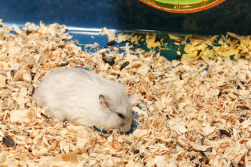Djungarian Siberian winter Russian white dwarf hamster look like smell something from wood shavings