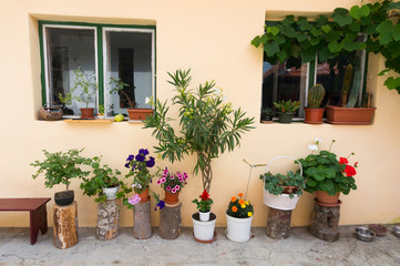 Fototapeta na wymiar Home flower pots decoration