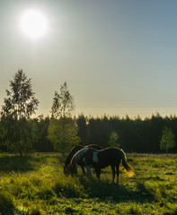 Horses in the field under the sunset