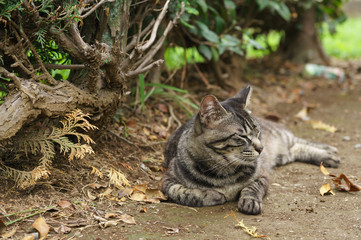 Naklejka premium 猫