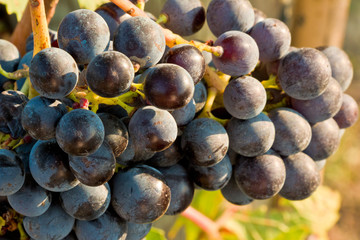 Grappolo uva nel chianti