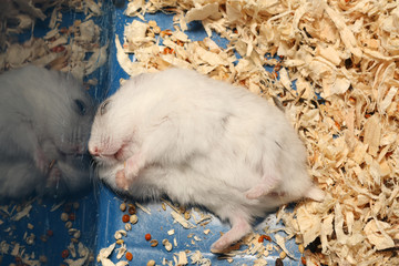 Djungarian Siberian winter Russian white dwarf hamster lay on floor and hold seeds with front legs
