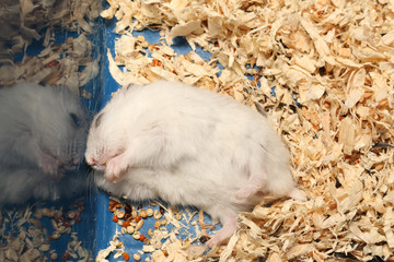 Djungarian Siberian winter Russian white dwarf hamster lay on wood shaving eat seeds