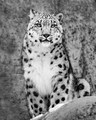 Snow Leopard II