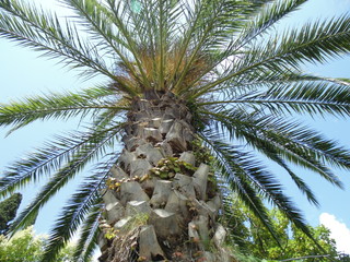 Ствол пальмы