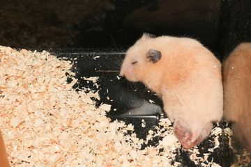 orange syrian hamster is sleeping on black cage corner